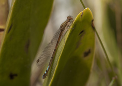 Oxyallagma dissidens