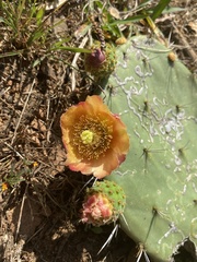 Opuntia atropes