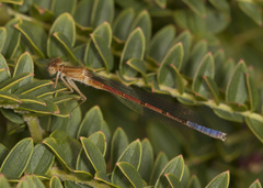 Oxyallagma dissidens