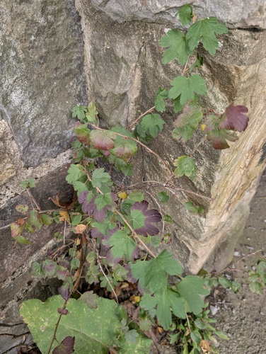 Appalachian Gooseberry (Ribes rotundifolium)