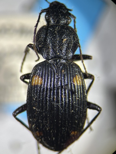 Craspedophorus oxygonus