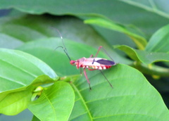 Phonoctonus