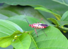 Phonoctonus