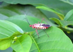 Phonoctonus