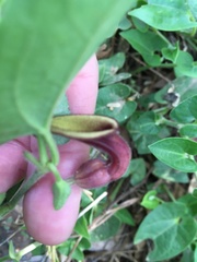 Aristolochia quercetorum