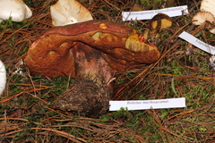 Boletus michoacanus