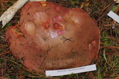 Boletus michoacanus