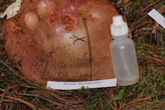 Boletus michoacanus