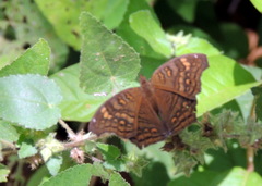 Junonia chorimene