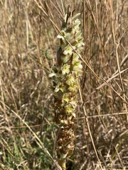 Dichromanthus michuacanus