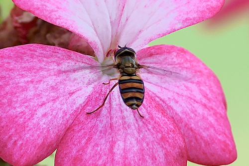 Unknown species found near Spring Grove, IL, US