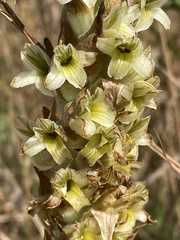 Dichromanthus michuacanus