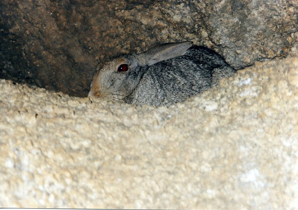 Jameson's Red Rock Hare