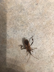 Leptoglossus clypealis