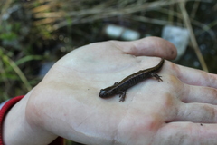 Salamandrella keyserlingii