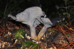 Omphalotus mexicanus