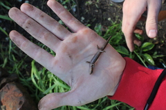 Salamandrella keyserlingii