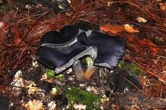Omphalotus mexicanus