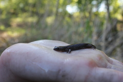 Salamandrella keyserlingii