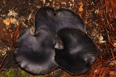 Omphalotus mexicanus