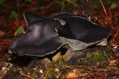 Omphalotus mexicanus