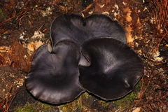 Omphalotus mexicanus