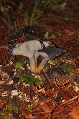 Omphalotus mexicanus