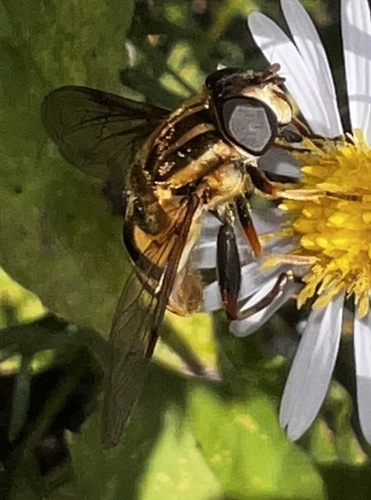 Unknown species found near Iowa, US