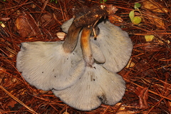 Omphalotus mexicanus