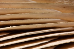 Omphalotus mexicanus