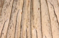 Omphalotus mexicanus