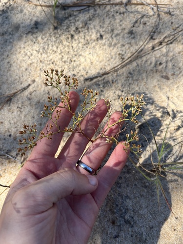 Rugel's nailwort (Paronychia rugelii)
