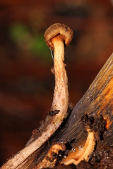 Omphalotus mexicanus