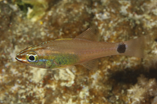 Fransseda's cardinalfish (Ostorhinchus franssedai) — Apogonidae — 3