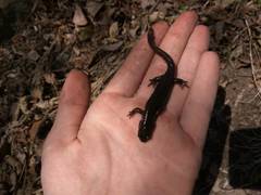 Salamandrella keyserlingii