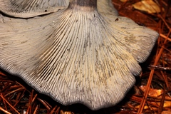 Omphalotus mexicanus