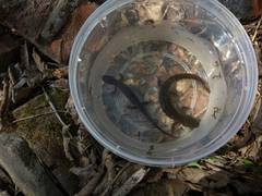 Salamandrella keyserlingii