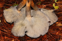 Omphalotus mexicanus