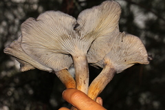 Omphalotus mexicanus