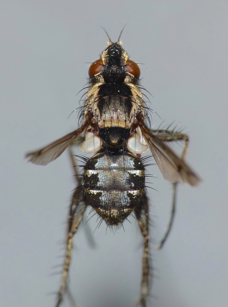 Pygocalcager humeratum