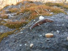 Salamandrella keyserlingii