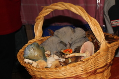 Omphalotus mexicanus