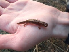 Salamandrella keyserlingii