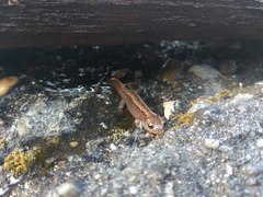 Salamandrella keyserlingii