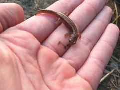 Salamandrella keyserlingii