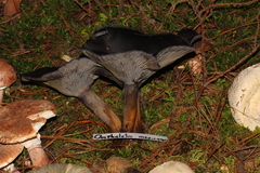 Omphalotus mexicanus