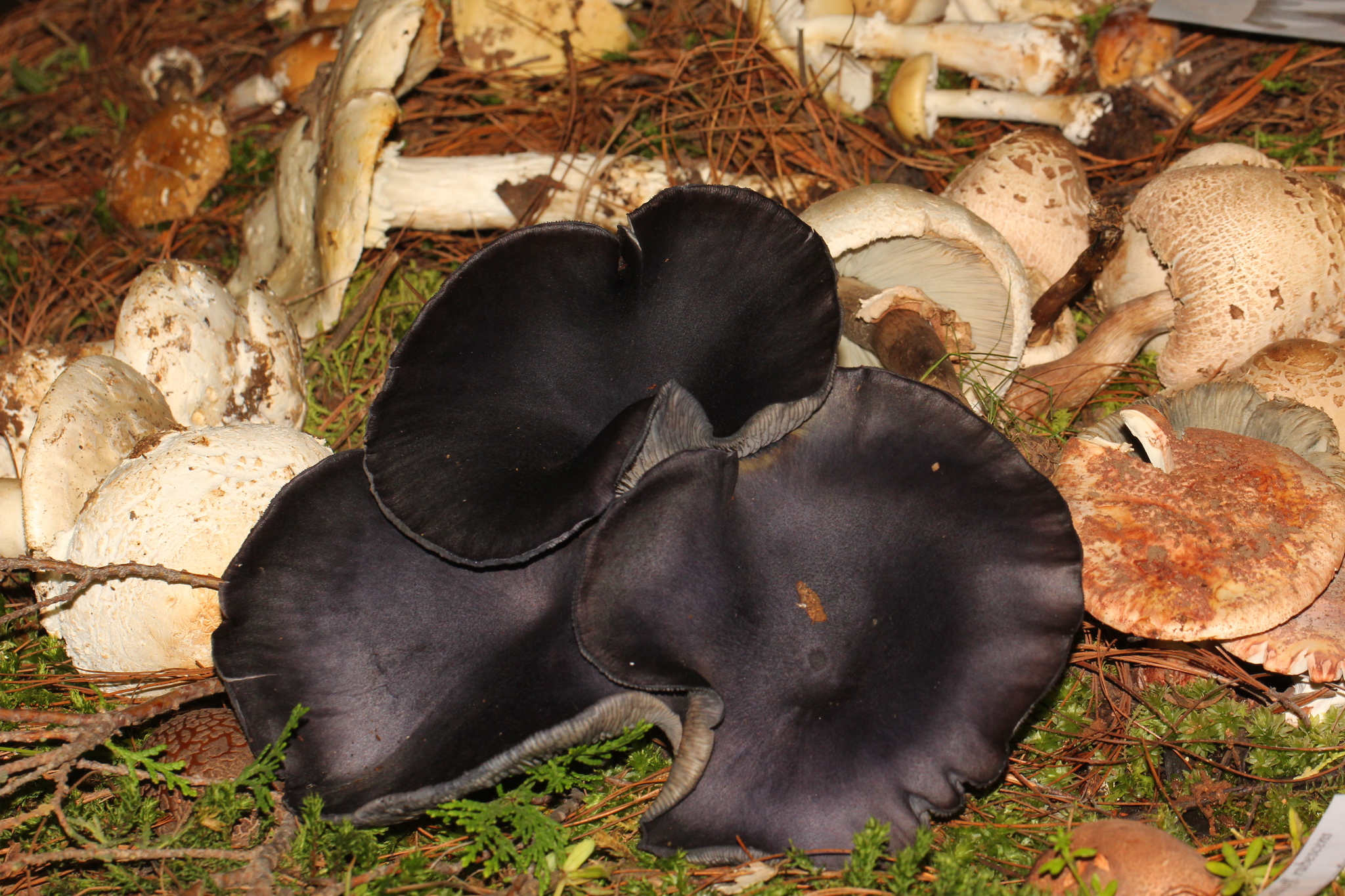 Omphalotus mexicanus image