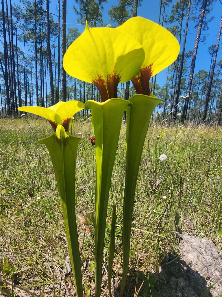 Sarracenia flava L. 2