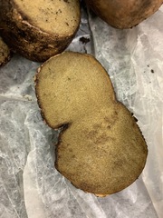 Rhizopogon villosulus