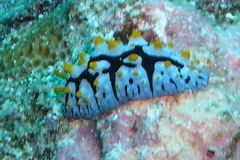 Phyllidia